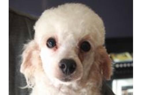 販売中のトイプードルの親犬